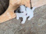 Zia, petit chiot femelle à adopter en association