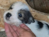 Zia, petit chiot femelle à adopter en association
