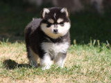 À vendre : 6 chiots Pomsky F2 non LOF nés en mai 2026