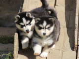 À vendre : 6 chiots Pomsky F2 non LOF nés en mai 2026