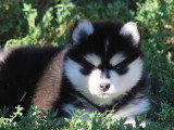À vendre : 6 chiots Pomsky F2 non LOF nés en mai 2026