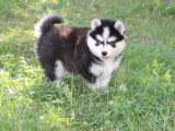 À vendre : 6 chiots Pomsky F2 non LOF nés en mai 2026