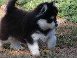 À vendre : 6 chiots Pomsky F2 non LOF nés en mai 2026