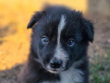 8 chiots Border Collie LOF nés en mai 2026 à vendre