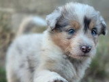 8 chiots Border Collie LOF nés en mai 2026 à vendre