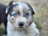 8 chiots Border Collie LOF nés en mai 2026 à vendre