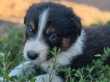 8 chiots Border Collie LOF nés en mai 2026 à vendre