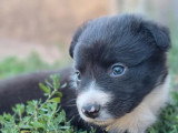 8 chiots Border Collie LOF nés en mai 2026 à vendre