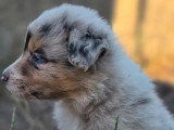 8 chiots Border Collie LOF nés en mai 2026 à vendre
