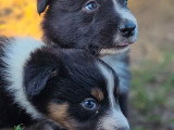 8 chiots Border Collie LOF nés en mai 2026 à vendre