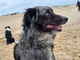 8 chiots Border Collie LOF nés en mai 2026 à vendre