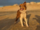8 chiots Border Collie LOF nés en mai 2026 à vendre