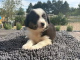 3 chiots Berger Américain Miniature non LOF de mai 2026 à vendre