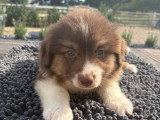 3 chiots Berger Américain Miniature non LOF de mai 2026 à vendre