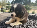 3 chiots Berger Américain Miniature non LOF de mai 2026 à vendre
