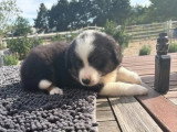 3 chiots Berger Américain Miniature non LOF de mai 2026 à vendre