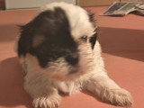 2 chiots Shih Tzu non LOF à réserver mâle et femelle de juin 2026