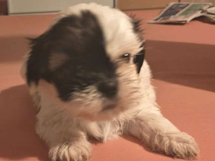2 chiots Shih Tzu non LOF à réserver mâle et femelle de juin 2026