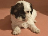 2 chiots Shih Tzu non LOF à réserver mâle et femelle de juin 2026