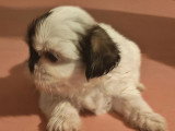 2 chiots Shih Tzu non LOF à réserver mâle et femelle de juin 2026