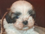 2 chiots Shih Tzu non LOF à réserver mâle et femelle de juin 2026