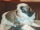 2 chiots Shih Tzu non LOF à réserver mâle et femelle de juin 2026