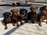 4 chiots Pinscher Nain LOF disponibles à la réservation