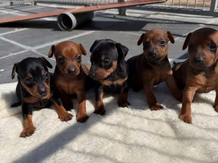 4 chiots Pinscher Nain LOF disponibles à la réservation
