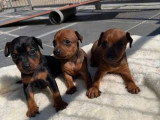 4 chiots Pinscher Nain LOF disponibles à la réservation