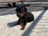 4 chiots Pinscher Nain LOF disponibles à la réservation