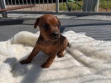 4 chiots Pinscher Nain LOF disponibles à la réservation