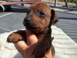 4 chiots Pinscher Nain LOF disponibles à la réservation