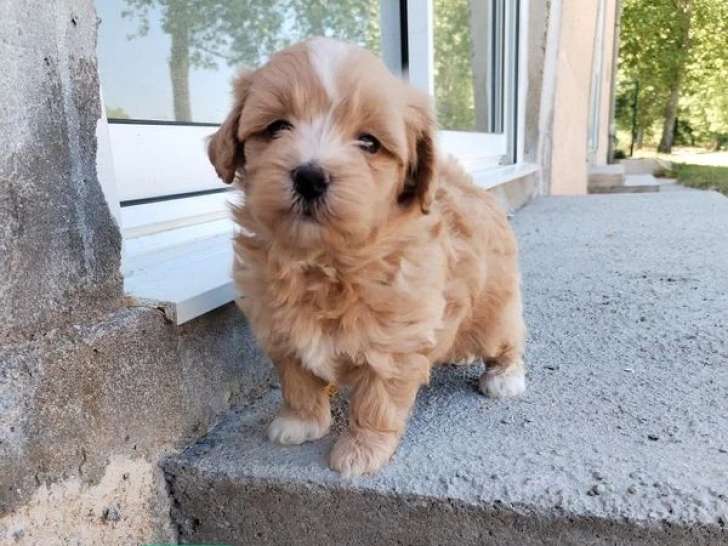 Portée Maltipoo 1 mâle 1 femelle nés en mai 2026 non LOF à vendre