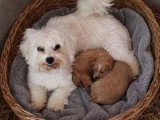 Portée Maltipoo 1 mâle 1 femelle nés en mai 2026 non LOF à vendre