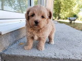 Portée Maltipoo 1 mâle 1 femelle nés en mai 2026 non LOF à vendre