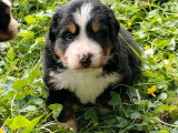 5 chiots Bouvier Bernois non LOF nés en juin 2026 à vendre