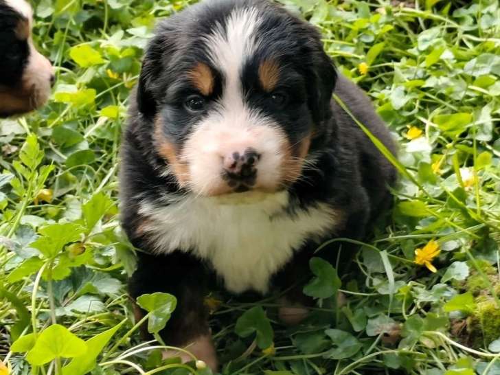 5 chiots Bouvier Bernois non LOF nés en juin 2026 à vendre
