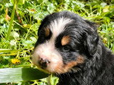 5 chiots Bouvier Bernois non LOF nés en juin 2026 à vendre