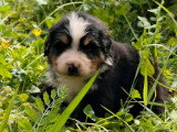 5 chiots Bouvier Bernois non LOF nés en juin 2026 à vendre