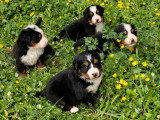 5 chiots Bouvier Bernois non LOF nés en juin 2026 à vendre
