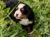 5 chiots Bouvier Bernois non LOF nés en juin 2026 à vendre