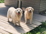 Chien Golden Retriever adulte LOF de 2023 à vendre