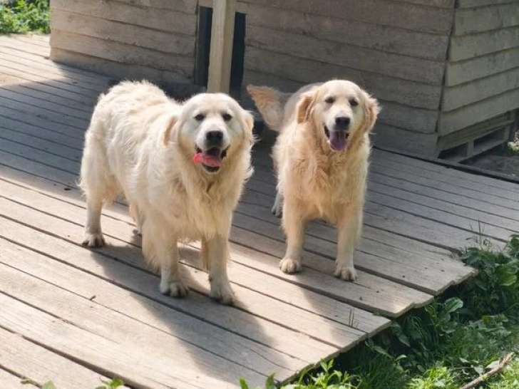 Chien Golden Retriever adulte LOF de 2023 à vendre