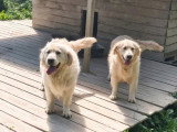 Chien Golden Retriever adulte LOF de 2023 à vendre