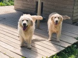 Chien Golden Retriever adulte LOF de 2023 à vendre
