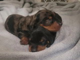 Deux chiots Teckel kaninchen mâles à vendre non LOF nés en juin 2026