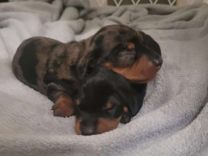 Deux chiots Teckel kaninchen mâles à vendre non LOF nés en juin 2026