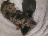 Deux chiots Teckel kaninchen mâles à vendre non LOF nés en juin 2026