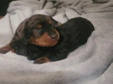 Deux chiots Teckel kaninchen mâles à vendre non LOF nés en juin 2026