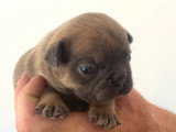Chiot femelle Bouledogue Français bleu fawn tan non LOF de juin 2026 à vendre
